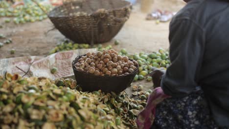 woman separating shells from fruit of areca nut
