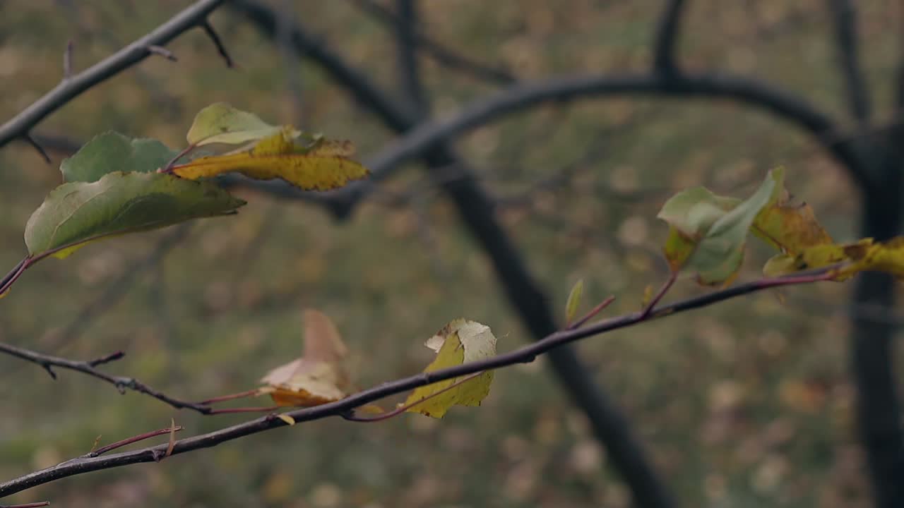 las ramas de los árboles con hojas coloridas se balancean en el viento ligero