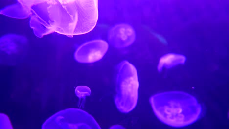 jellyfish underwater footage. glowing medusas  in dark water.