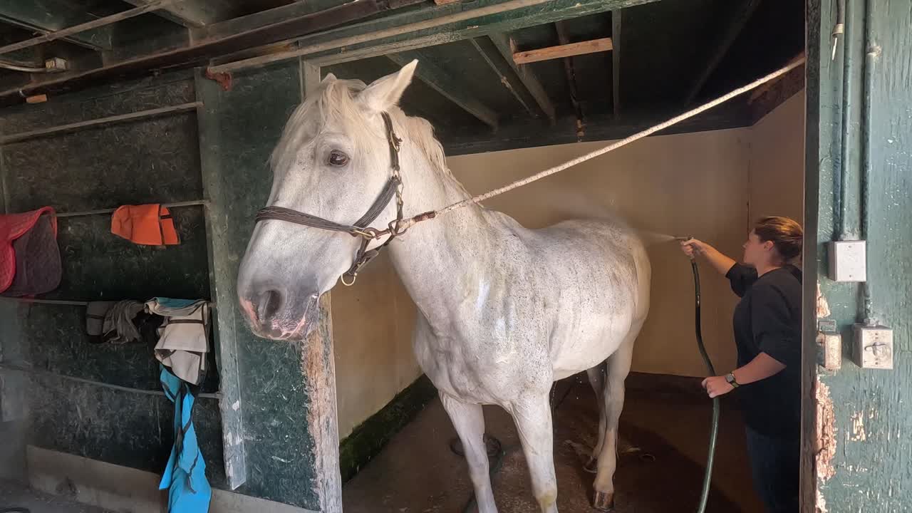 Rinsing off a White Horse in a stable with a hose and water. Shot in Slow Motion