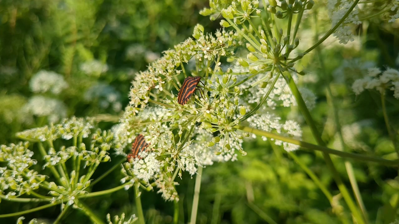 Två randiga insekter som klättrar på blommor i en trädgård, detalj av bärfisar.