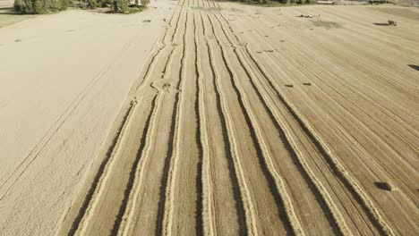 aerial view of partly harvested grain field with lines of hay