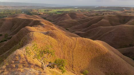 golden hour over undulating grassland hills with a solitary tree