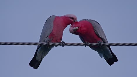 Süßes-Paar-Galahs,-Die-In-Der-Abenddämmerung-Federn-Beschneiden-Und-Sich-Pflegen