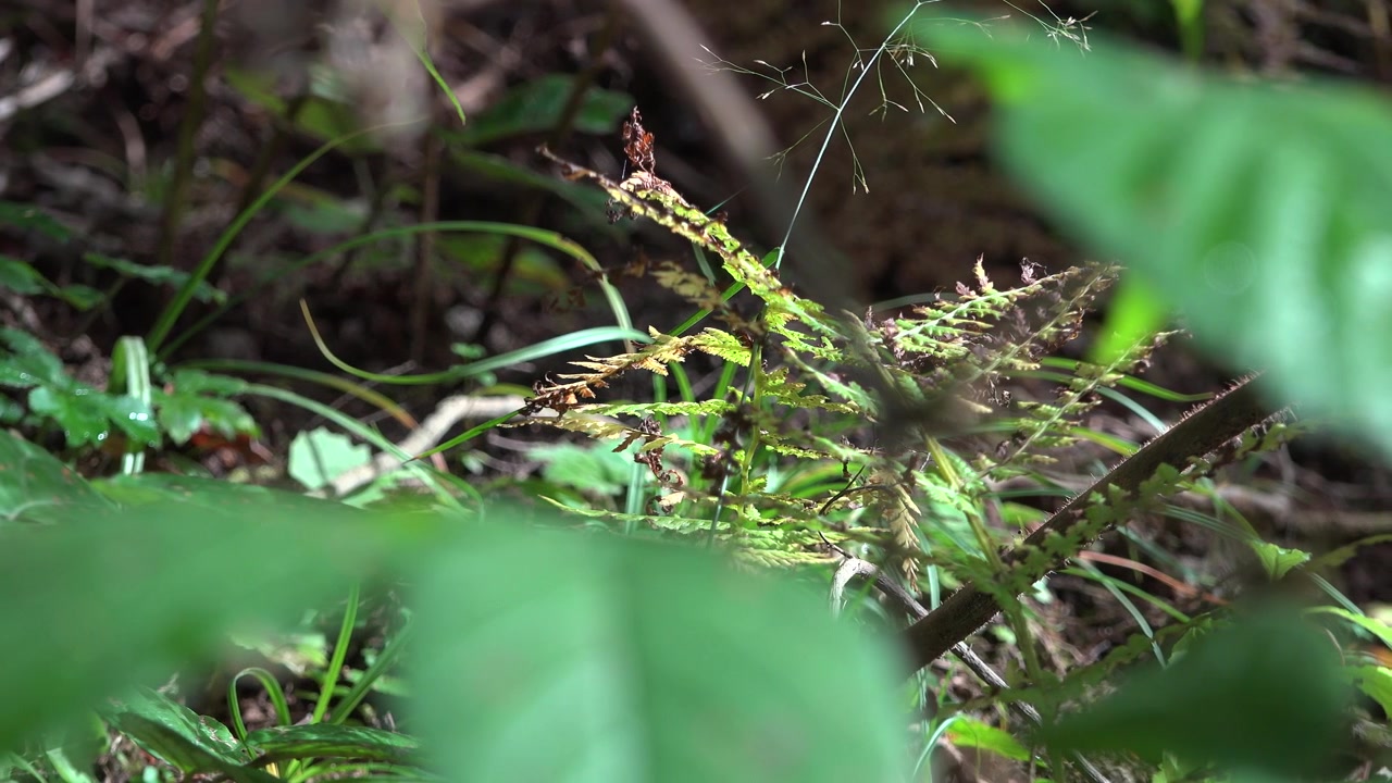 Insetto stecco spinoso mimetizzato sul suolo della foresta