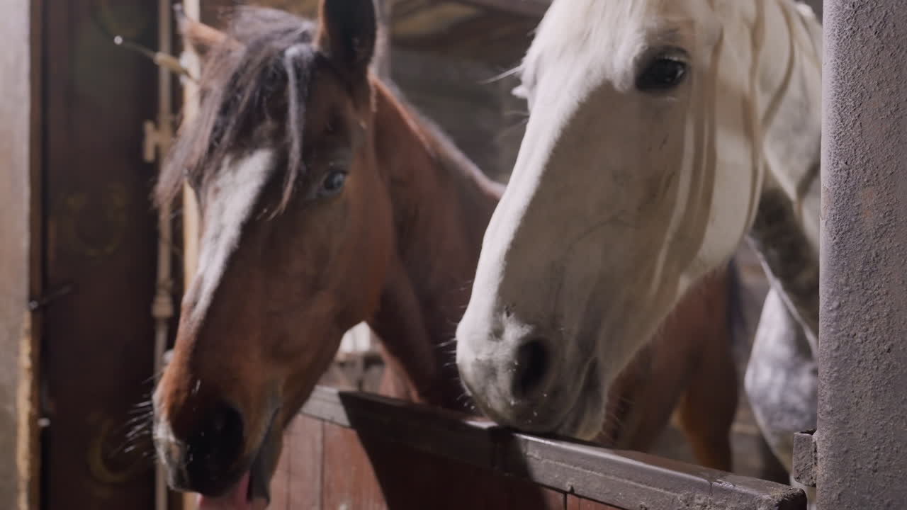Dos caballos juntos en un establo compartiendo un comedero, hocicos blancos y marrones rozándose, motas de polvo en la cálida luz del sol, respiración suave, compañía tranquila, detalles rústicos de un box de madera.