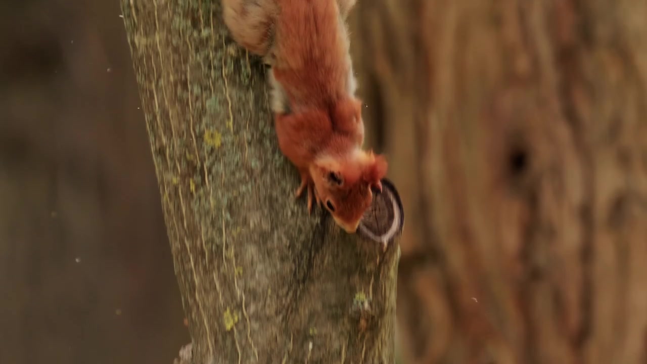 Orava liikkuu puun oksien lomassa, lämmin auringonvalo siivilöityy lehtien läpi.