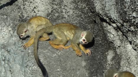 Monos-Ardilla-Sentados-Y-Jugando-En-El-Fondo-Del-Acantilado-Rocoso-En-El-Zoológico-De-Seúl