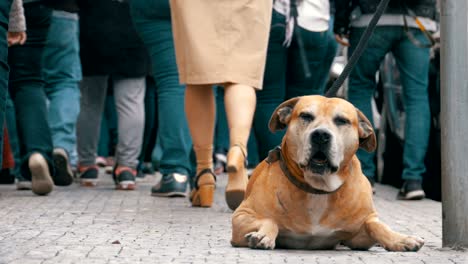 crowd of indifferent people on the street pass by sad, tied faithful dog