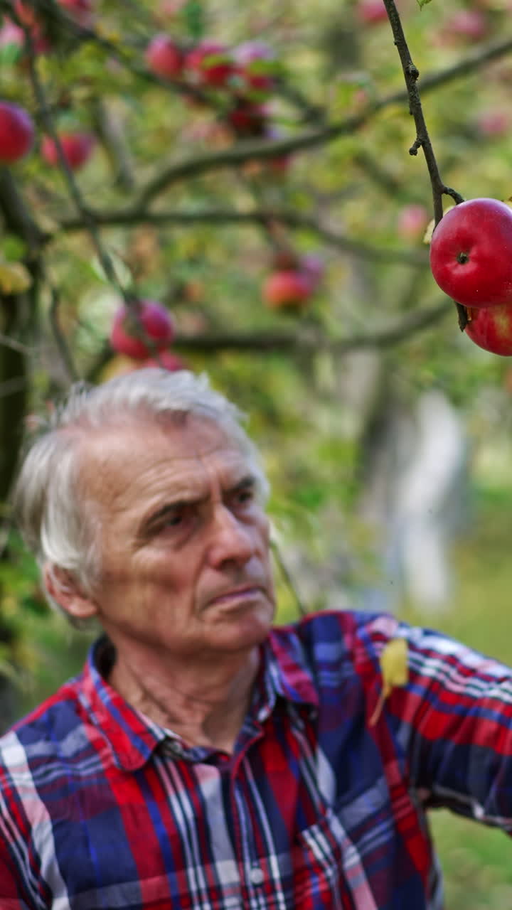 Adult farmer collects red ripe apples from lower branches of a tree. Man puts the picked fruit into the box carefully. Blurred backdrop. Vertical video