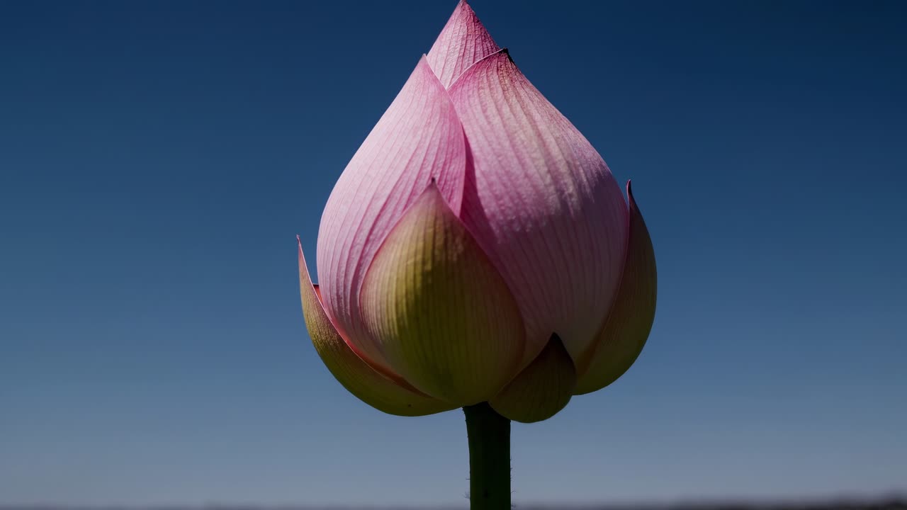 Botão de lótus rosa contra céu limpo