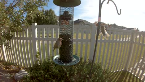 house finches in slow motion feeding from a back yard sunflower seed feeder