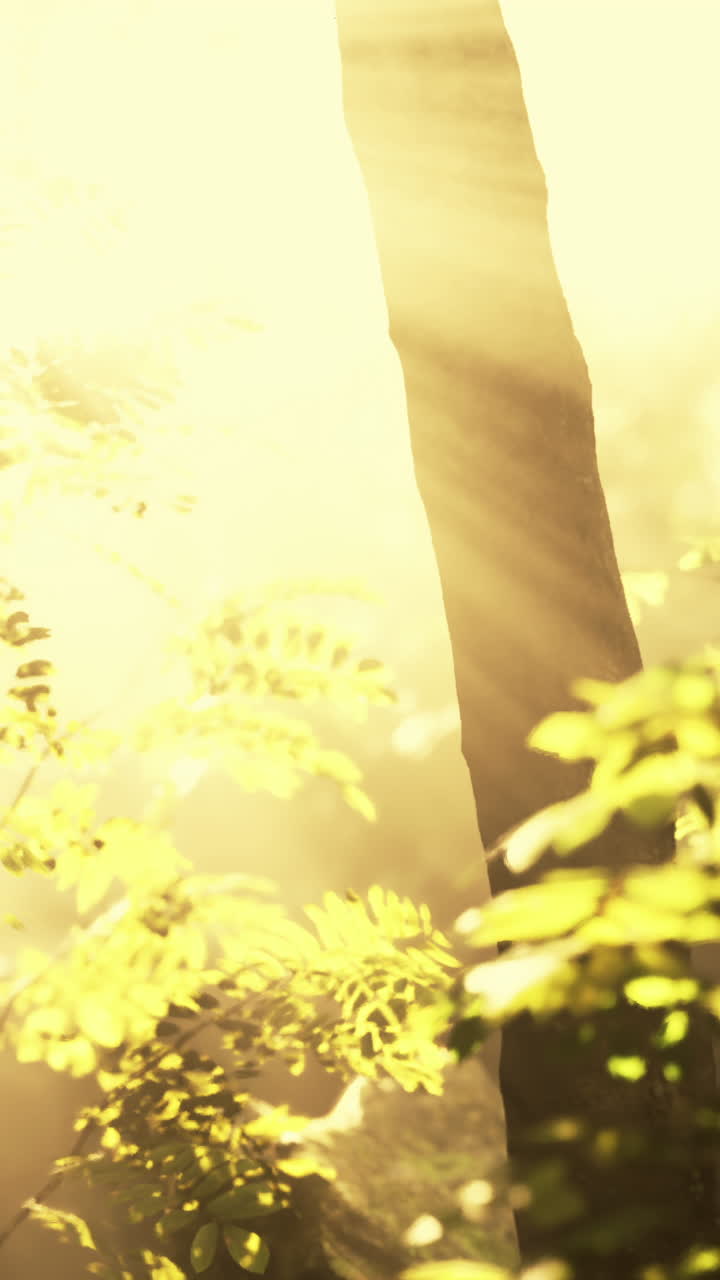 숲 속 의 나무 들 을 통해 빛 이 필터링 된다