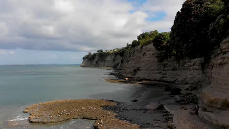 Cinematic-drone-fly-by-of-cliffs-alongside-the-sea-in-Auckland,-New-Zealand-with-birds-flying-underneath