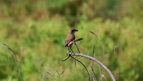 brown shrike, lanius cristatus seen from its back wedging its tail on a twig as it looks around during a sunny day in phrachuap khiri khan, thailand