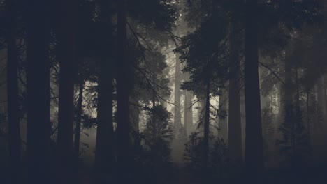 black tree trunk in a dark pine tree forest