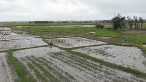 Búfalos-De-Agua-Pastando-En-Un-Campo-De-Arroz