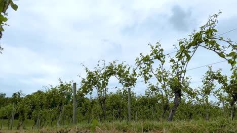 Low-angle-grape-vines-on-an-overcast-day