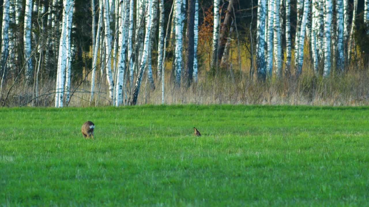 corzo salvaje europeo comiendo en un prado verde, un corzo durmiendo, tarde soleada de primavera, hora dorada, plano medio desde la distancia