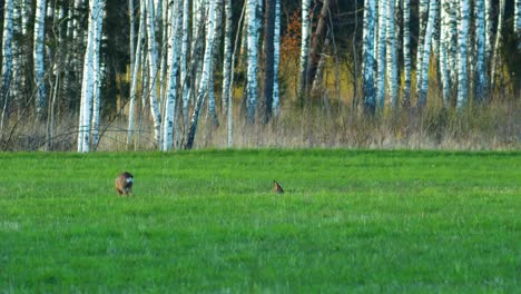 Wild-European-roe-deer-buck-eating-in-a-green-meadow,-one-roe-deer-sleeping,-sunny-spring-evening,-golden-hour,-medium-shot-from-a-distance