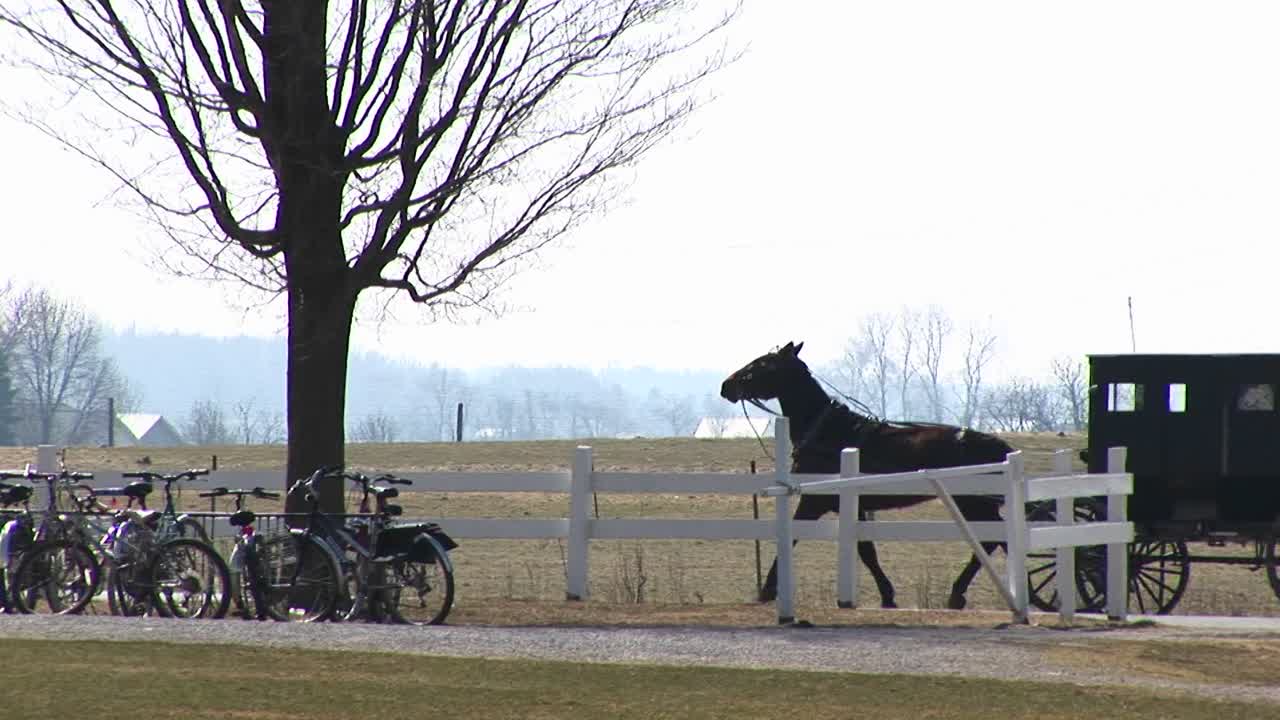 나무 아래에 자전거가 주차되어 있는 시골 부지 옆의 아미쉬 말과 버기 트로트