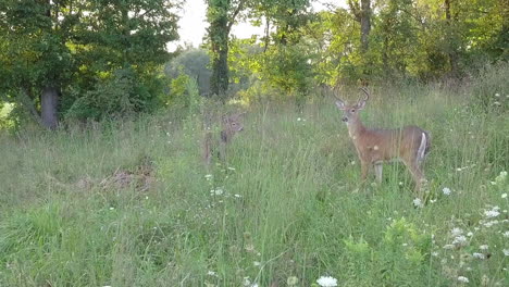 Hirsche-In-Einem-Pennsylvania-Feld