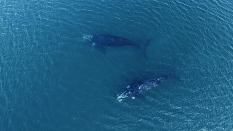 dos ballenas nadando juntas bajo la superficie - vista aérea de pájaro en cámara lenta