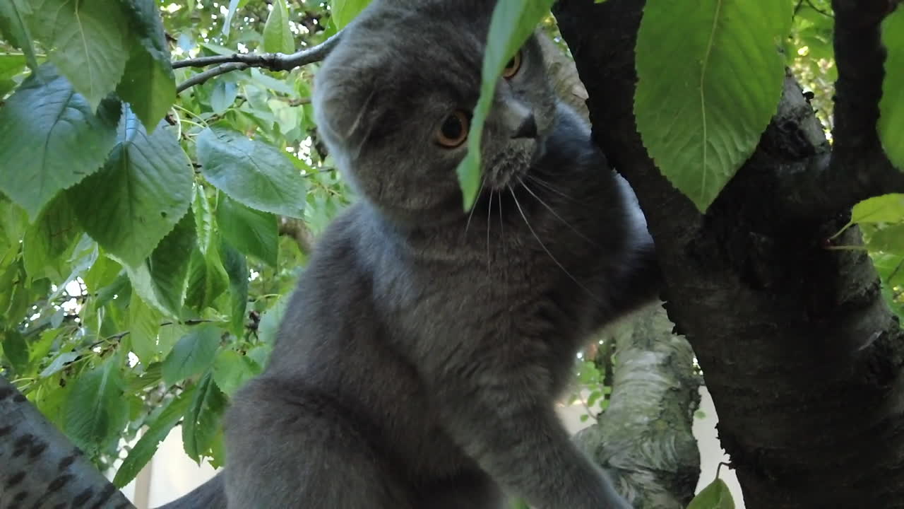 Primo piano di un gatto Scottish Fold con gli occhi arancioni che si arrampica su un albero