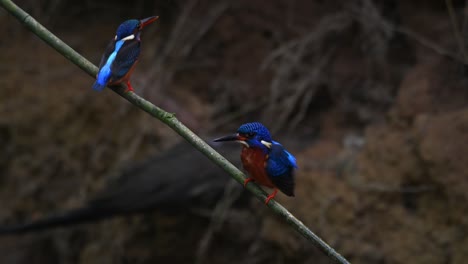 martín pescador de orejas azules, alcedo meninting, tailandia