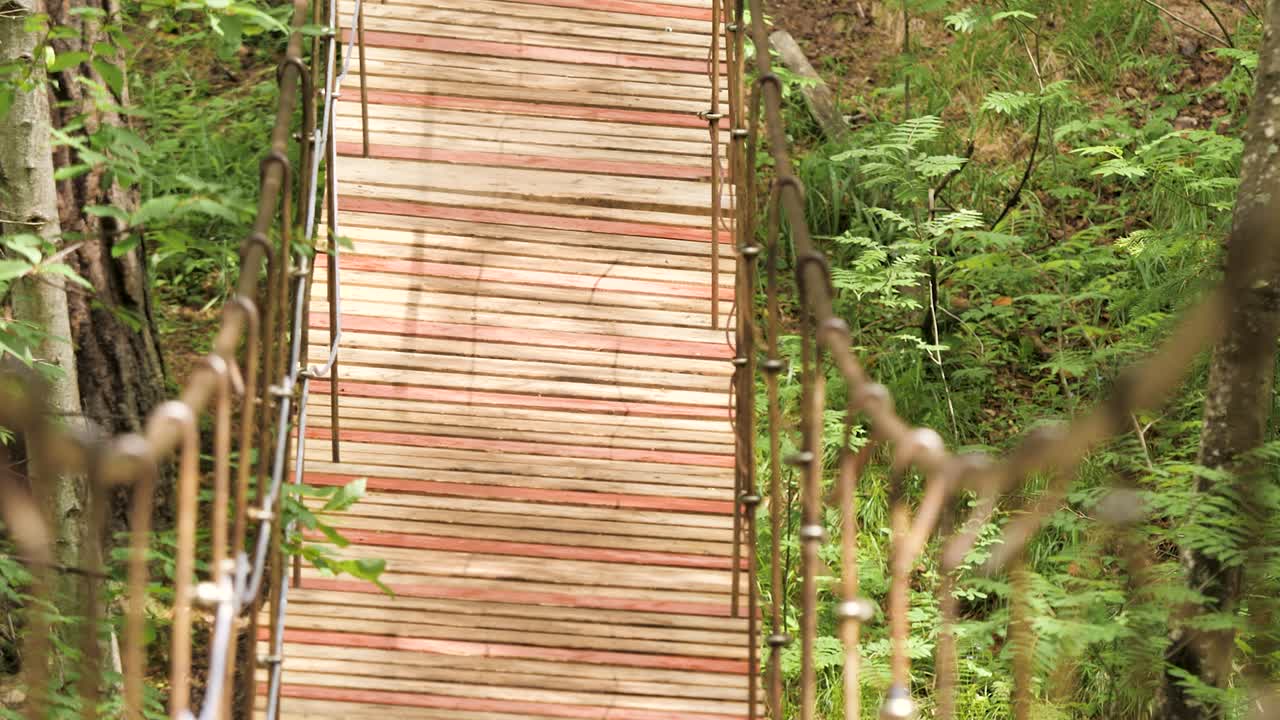 숲 에 있는 나무 의 서스펜션 브릿지