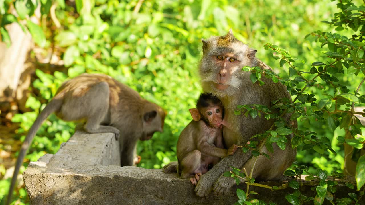 Long-tailed macaque family with infant sitting near greenery at Uluwatu Temple in Bali