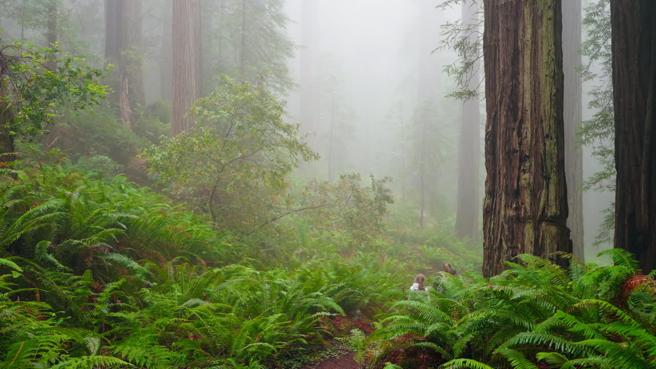 Family day in the forest a mother and kids among towering redwoods