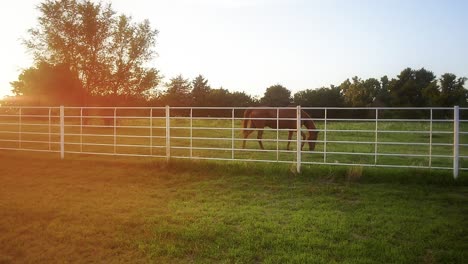 shot of a horse on a farm with a big yellow lens flare