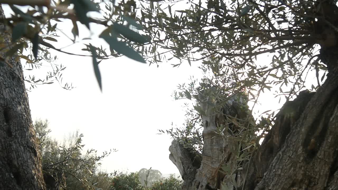 올리브 나무 뒤 에 해 가 지는 모습