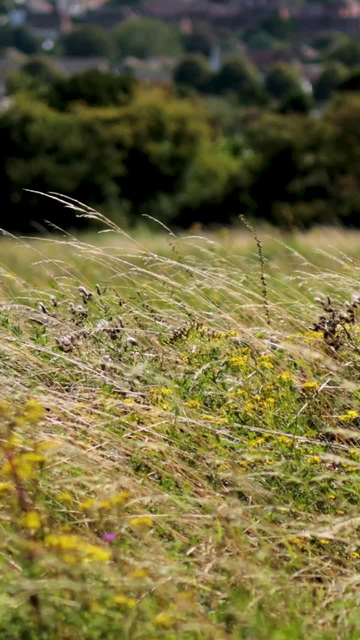 la hierba se balancea en un campo ventoso
