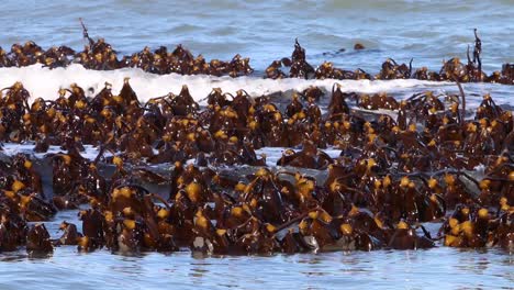 bed of kelp exposed on a spring tide