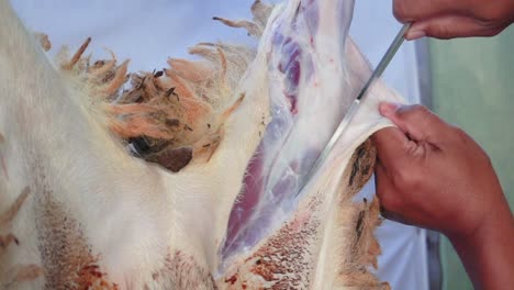 el proceso de quitar la piel del cordero, proceso de sacrificio, desollar animales ovinos