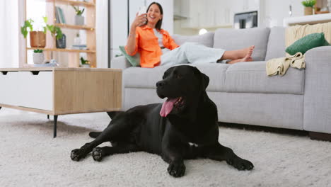 relax, selfie and dog with woman on sofa