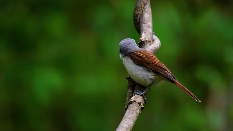 Der-Tigerwürger-Hat-Seinen-Namen-Von-Dem-Tigerähnlichen-Muster-Auf-Seinen-Federn,-Da-Er-Auch-Ein-Raubtier-Eines-Vogels-Ist,-Der-Sich-Von-Insekten,-Sehr-Kleinen-Säugetieren-Und-Sogar-Vögeln-Seiner-Größe-Ernährt