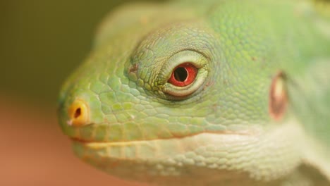 lau banded iguana (brachylophus fasciatus) is an arboreal species of lizard endemic to the lau islands of the eastern part of the fijian archipelago.