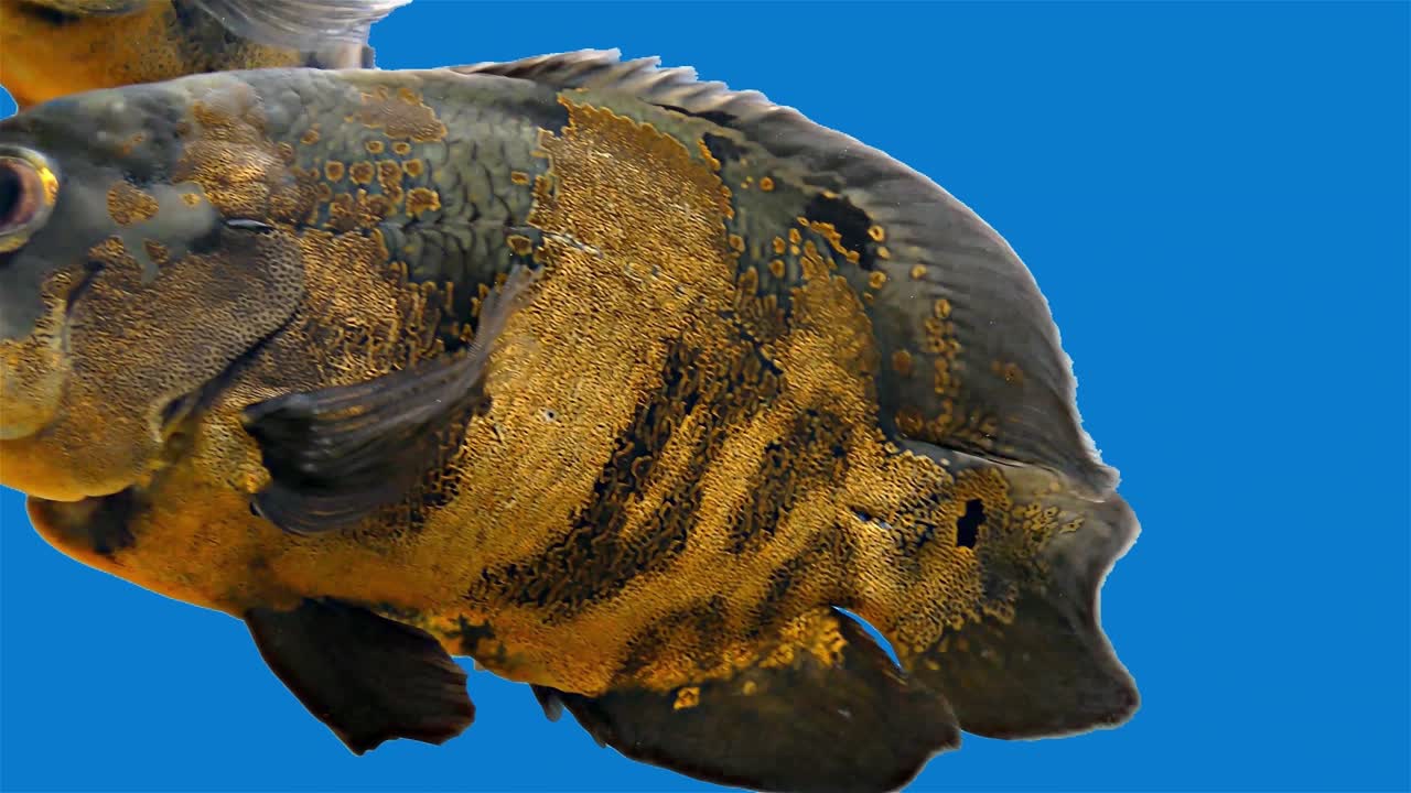 아마존 열대 물고기 - 호랑이 오스카, 파란 배경, 파란 화면