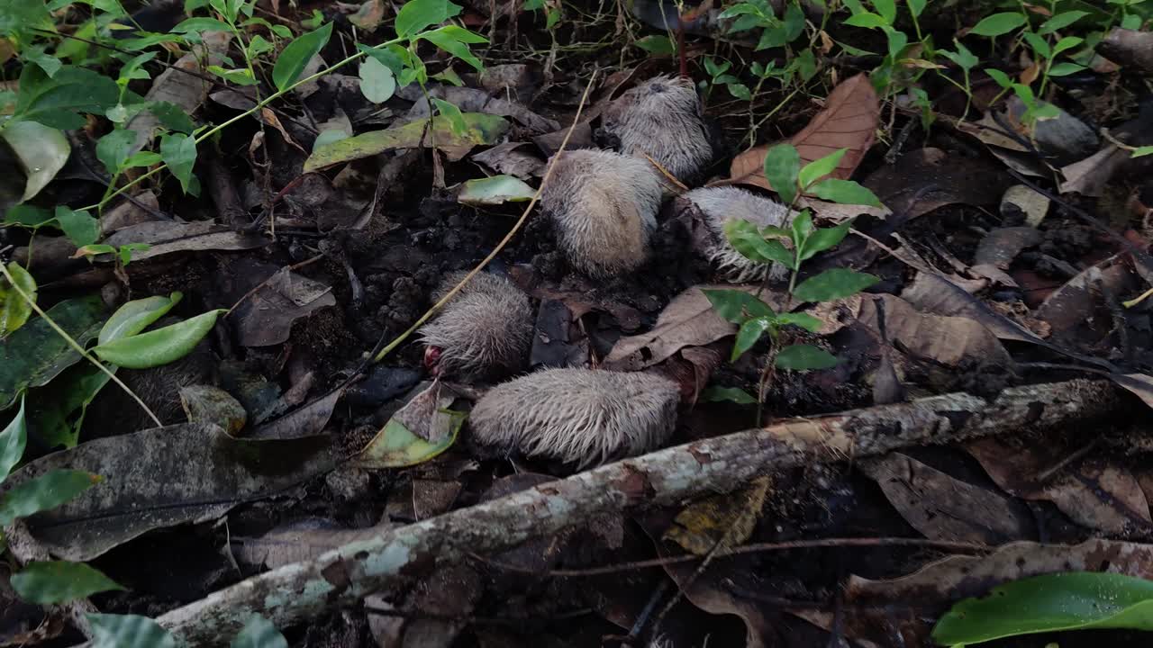 semilla de mango succionada por murciélagos en suelo forestal 4k