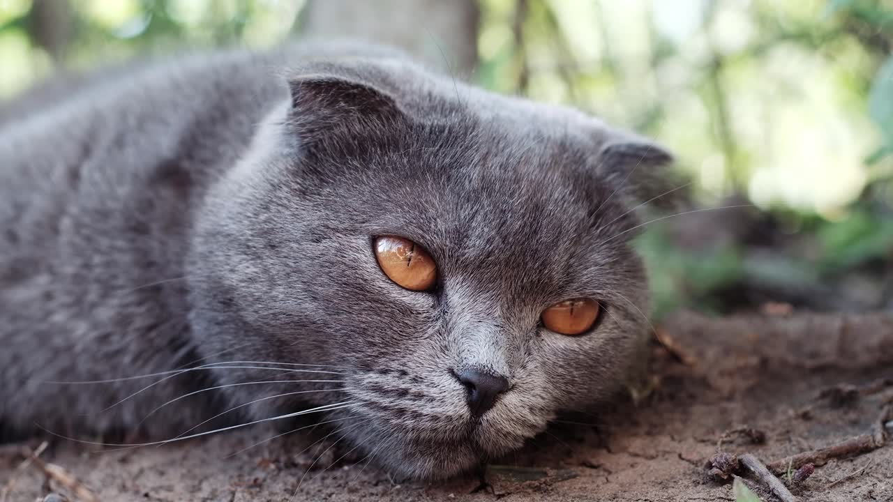 Close up of a grey Scottish Fold cat with orange eyes lying in the garden