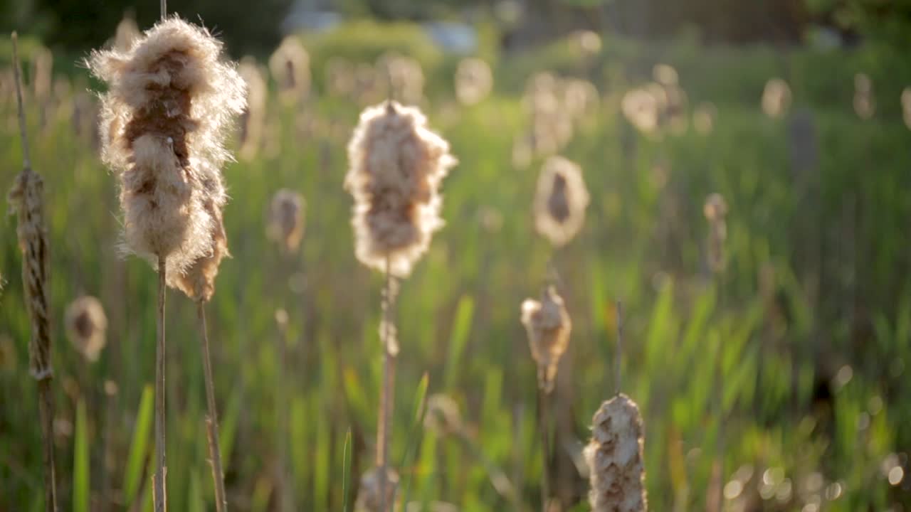 고양이 꼬리 씨앗 꼬투리가 바람에 불고 자동차가 배경으로 지나갑니다.