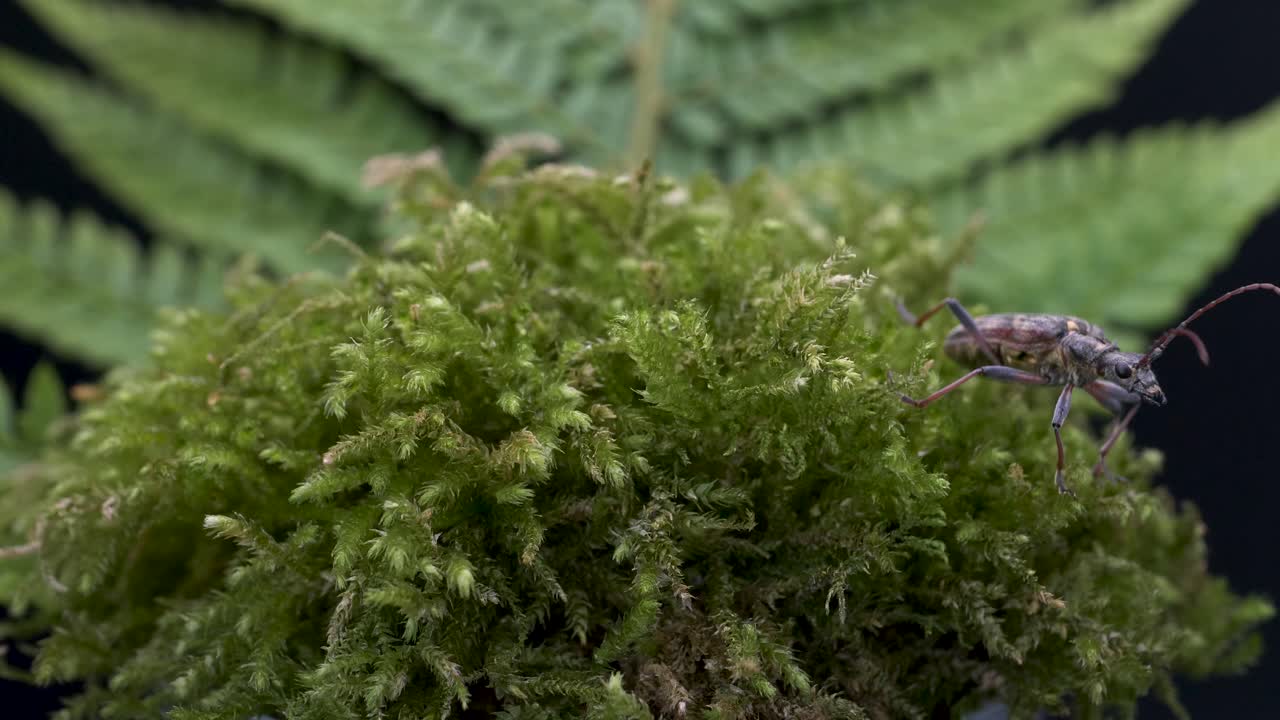 двухполосый длинноухий жук ползет по зеленому растению в лесу, затем улетает