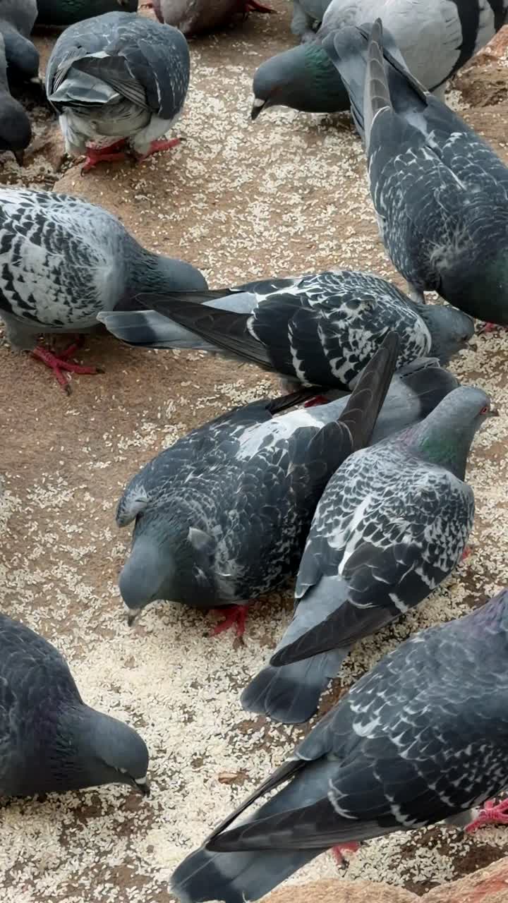 Stormo di piccioni in cerca di grano a terra