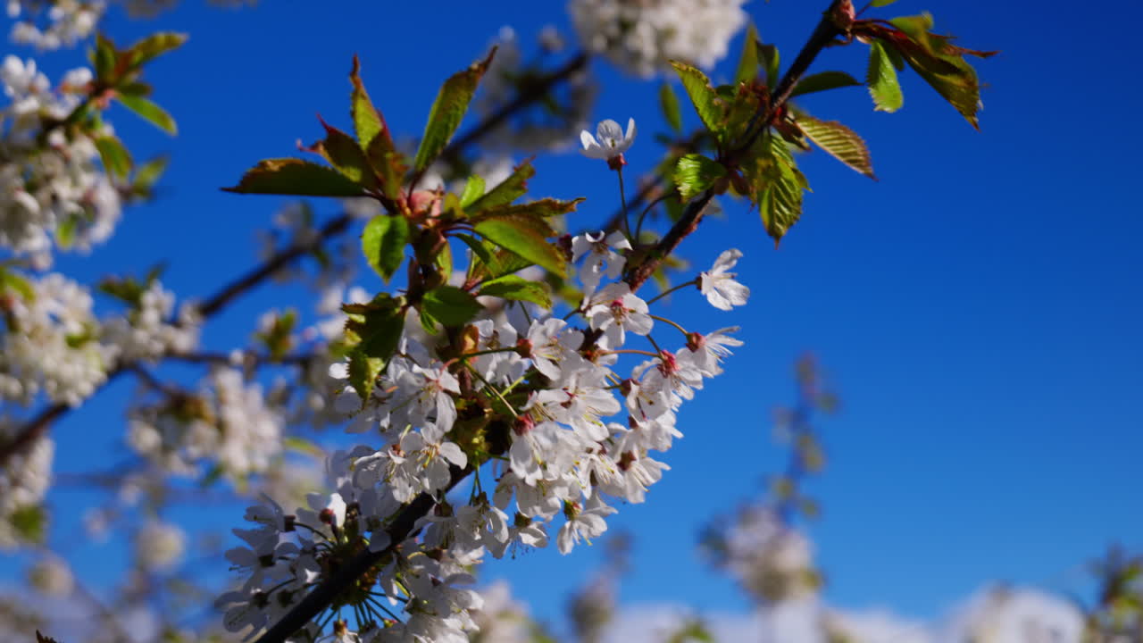 Flowers blooming on a branch with some wind catching the branch