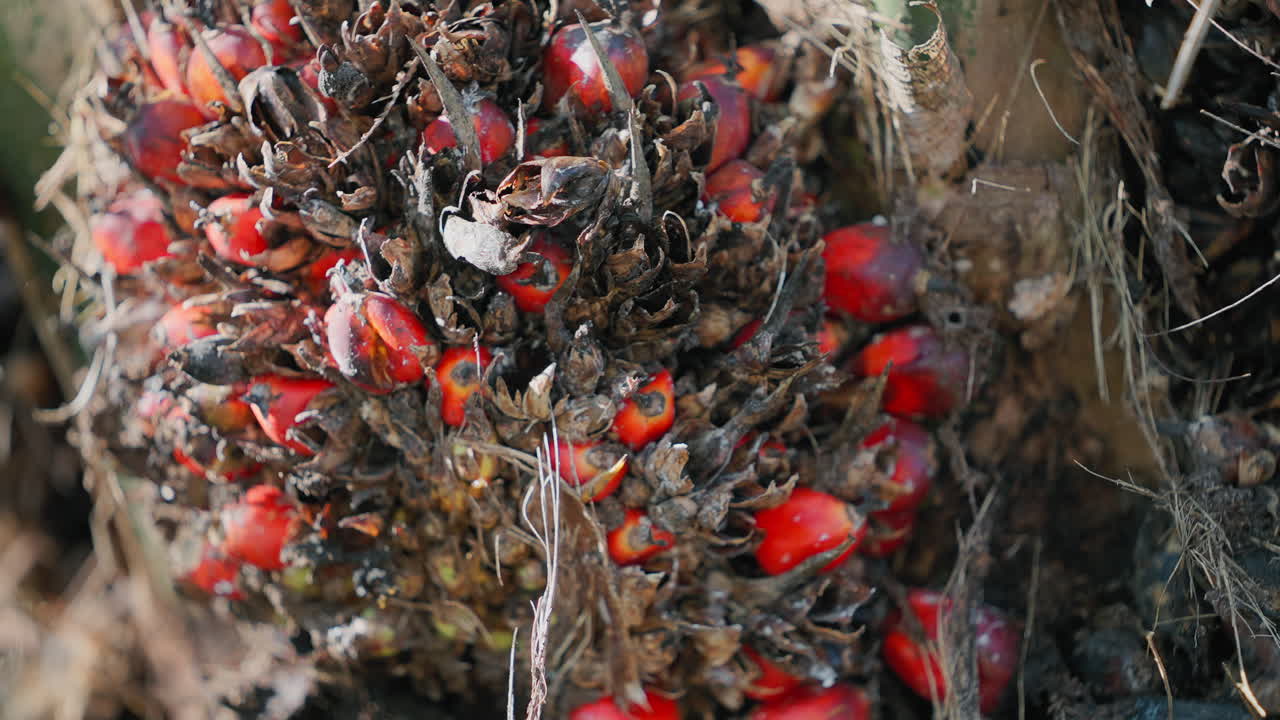 Oil Palm Fruit Cluster