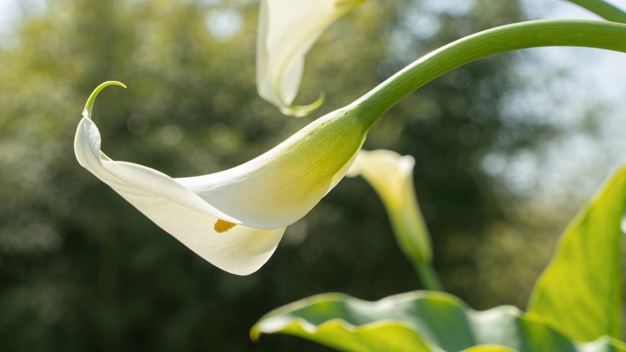 Svingende kalla-lilje (hylsterblad og kolbe) beveger seg i blomsterbedet i brisen, med sollys som skifter på stilken.