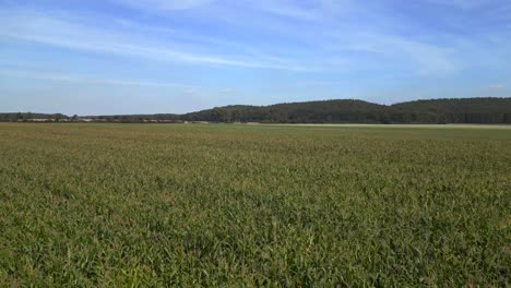 summer day rural area, green maize lush field, forest